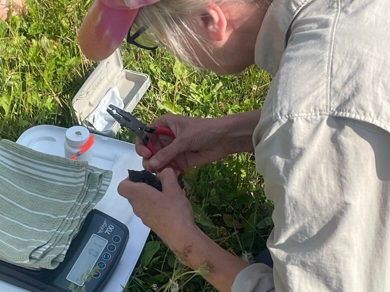 A woman holds a tiny bird in one hand and pliers in her other hand. 