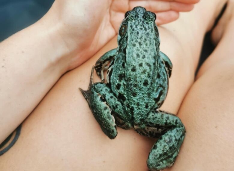 A shiny blue frog