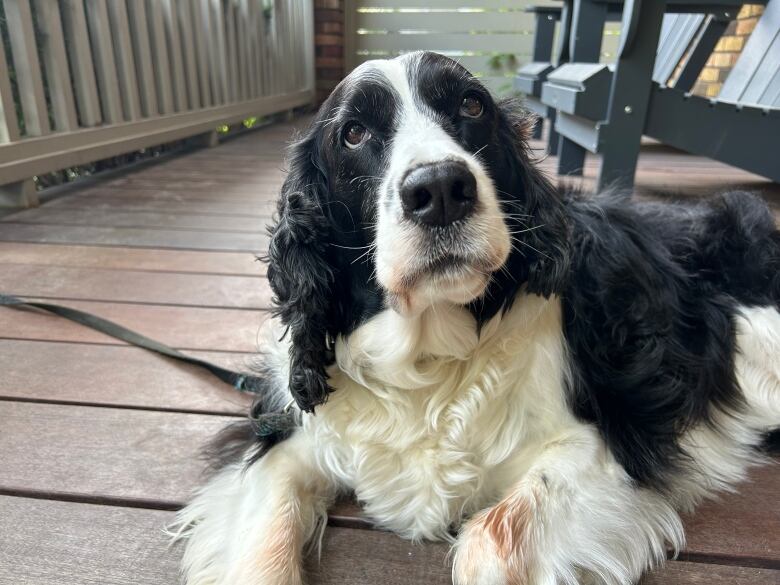 A black and white springer spaniel close up