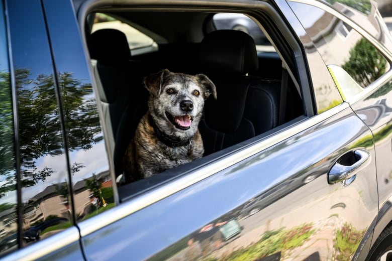 A dog looks out a rolled-down car window. 