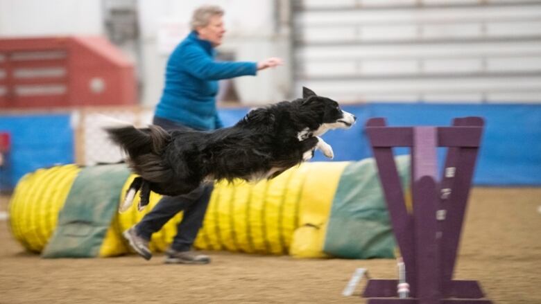 A dog jumping over an obstacle.