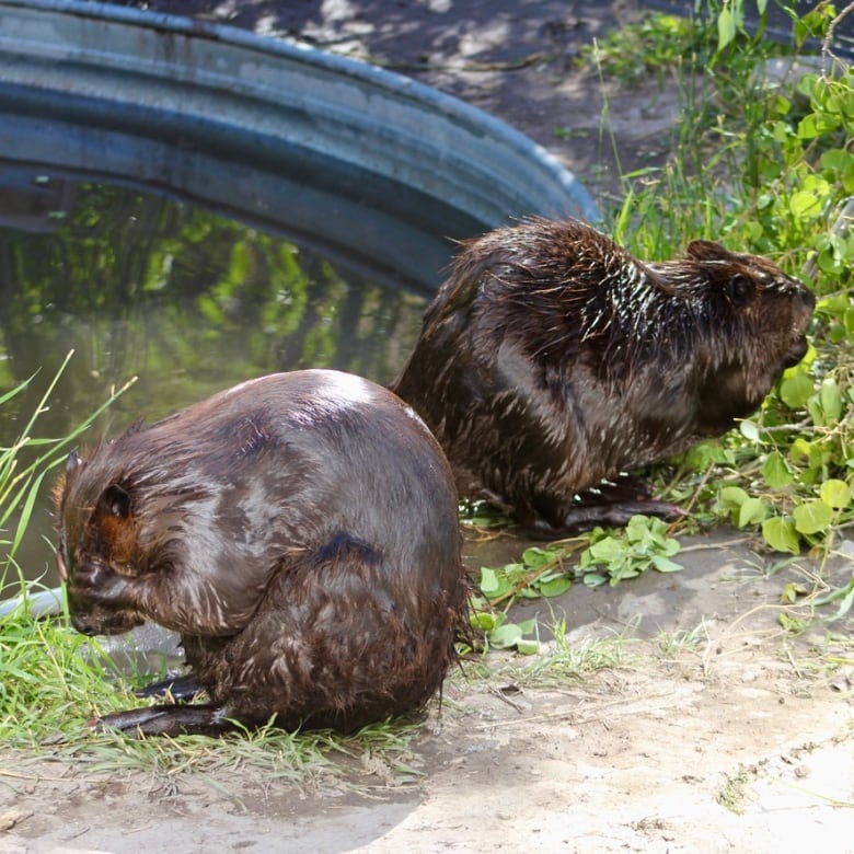 Two beavers stand by a water bucket cleaning themselves. 