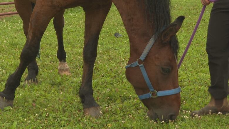 A brown horse grazes on green grass