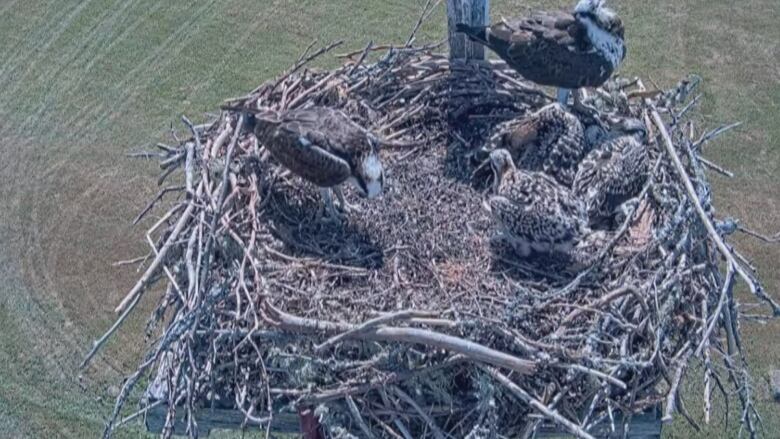 Three chicks and two parents look at a fish they are about to eat in the nest