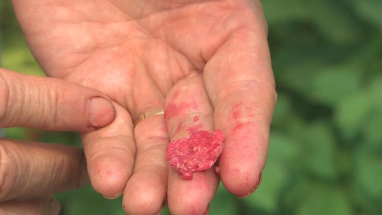 A woman holds a crushed raspberry. 