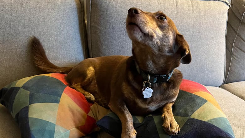 A dog wearing a proof of rabies vaccination tag on its collar.