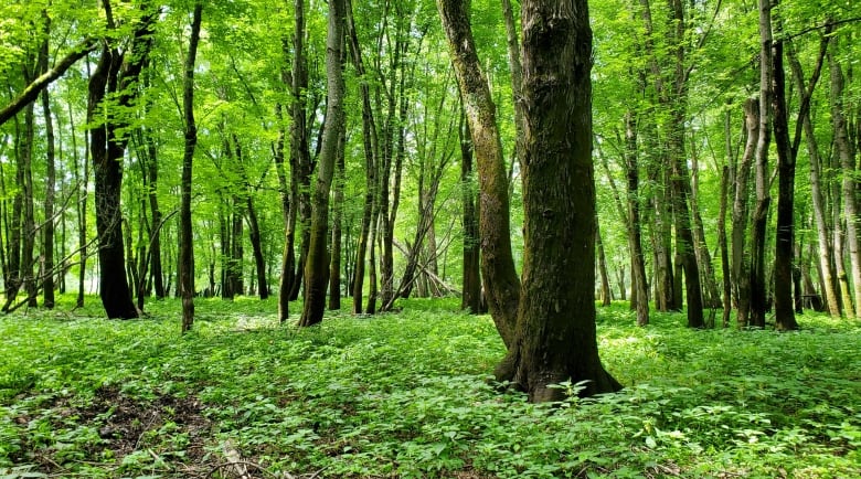 Green-leafed trees stand in a carpeted forest floor. 