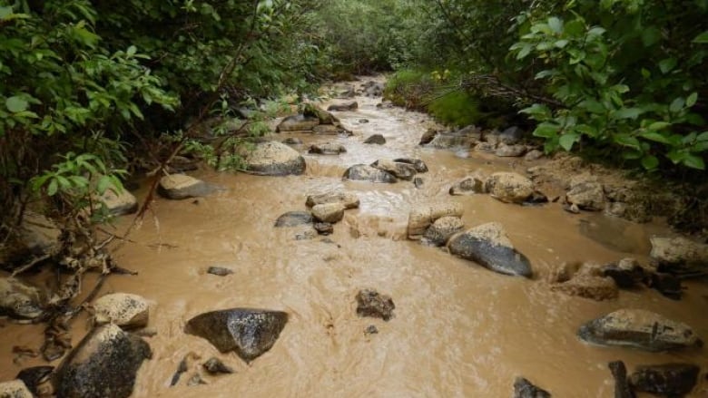 A forest stream with cloudy looking light brown water. 