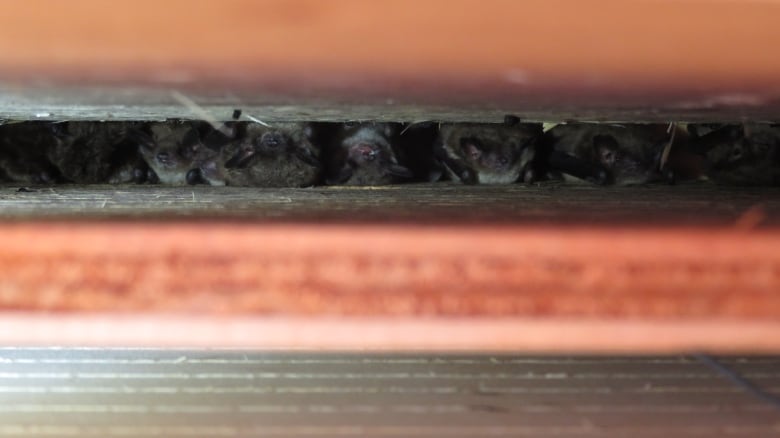 Bats lying in a bat box.