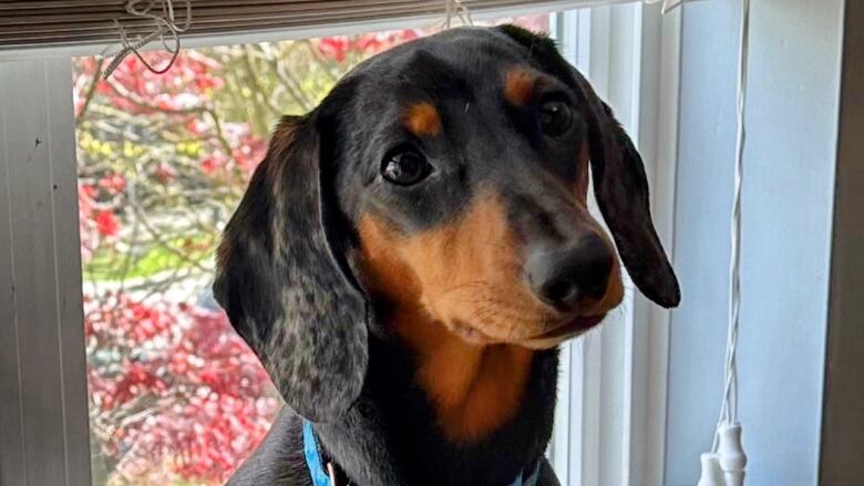 A close up picture of a brown and black Miniature Dachshund