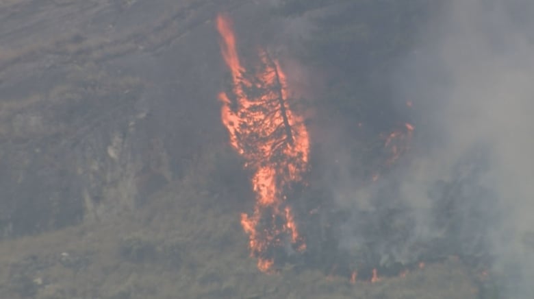 A tree is pictured fully ablaze in a dry forest.