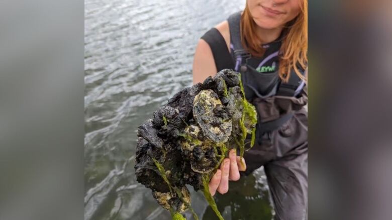 A person holds a cluster of oysters in their hand.