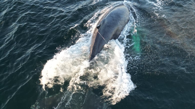 The back of a humpback whale is seen from above, with the animal swimming through blue waters.