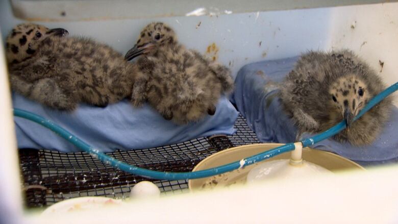 Three tiny seagulls lie in a cage.