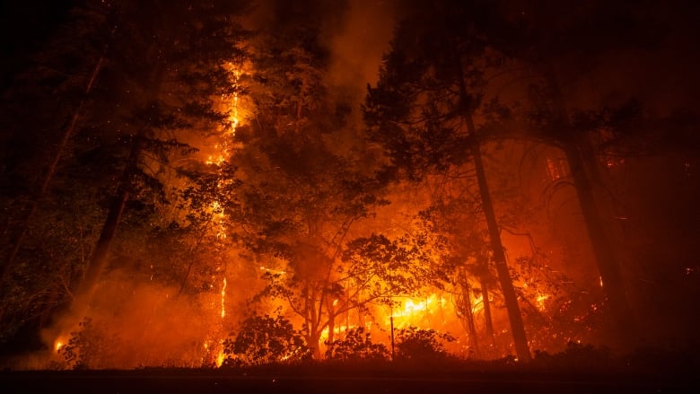 Trees are lit by orange fire in the dark in a forest.