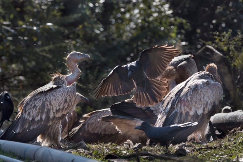 A group of crows and cultures pick at sometime on the ground