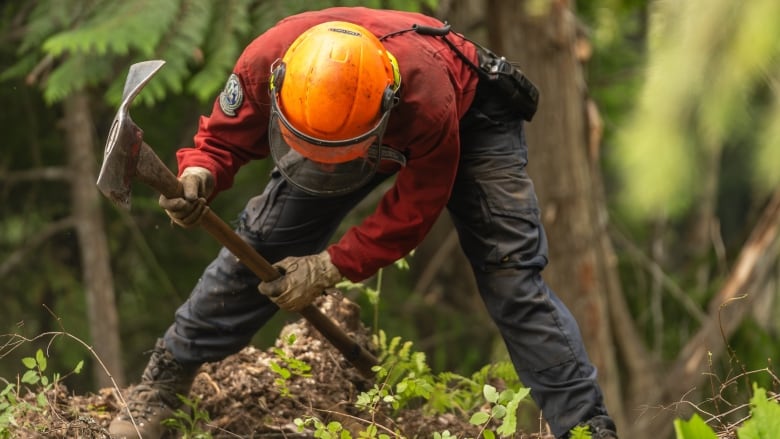 A wildfire fighter digs using an axe-like instrument.