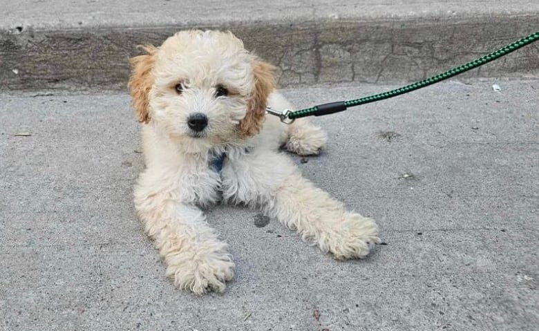 A white poodle sits on the ground with a leash around his neck.