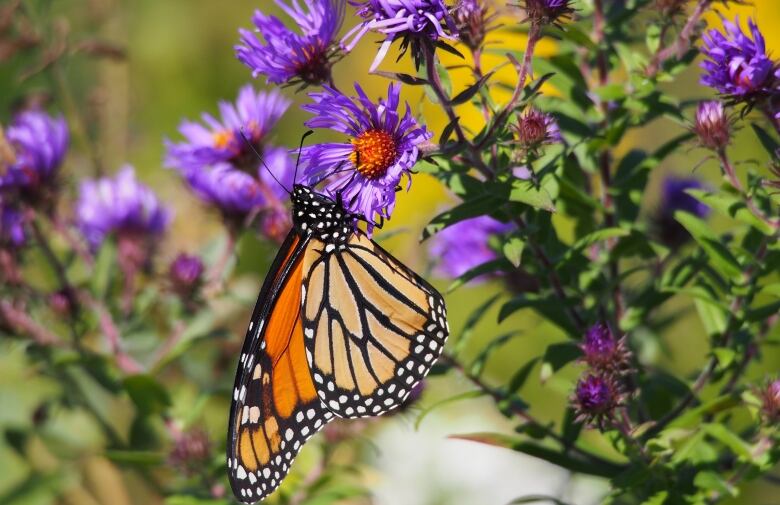 a monarch butter fly on a flower 