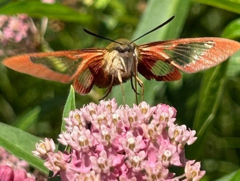 An orange-winged moth drinks nectar from a pink flower.