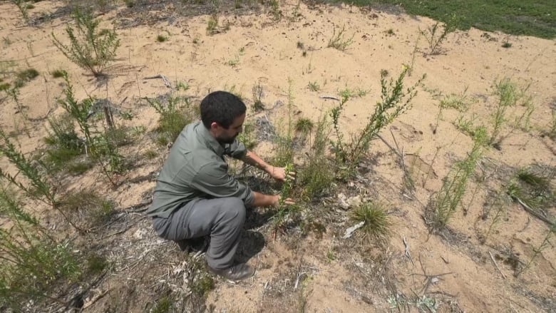 Man with plant in sand. 