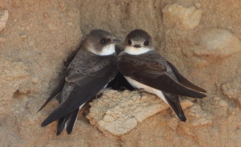 Two white and brown birds sit on a bank