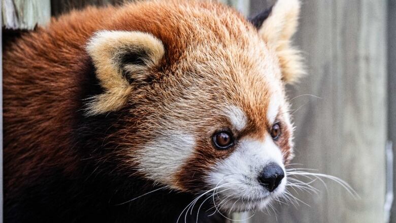 A red panda looks out of a zoo enclosure.