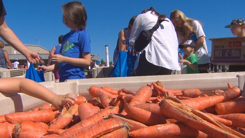 People picking up carrots from a crate. 