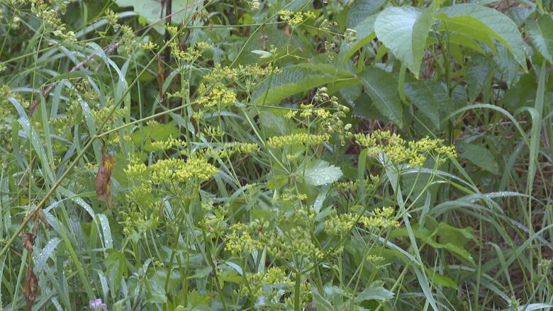 Small yellow flowers stand in a field of long green grasses