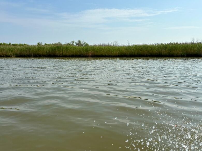 Grasses on river bank