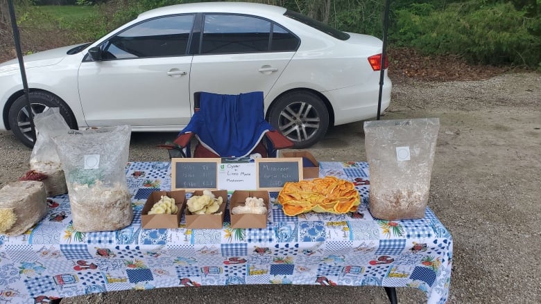 A folding table is set up, with a quilt on top of it. The table is displaying a variety of mushrooms and small signs advertizing their prices. A white car is visible in the background