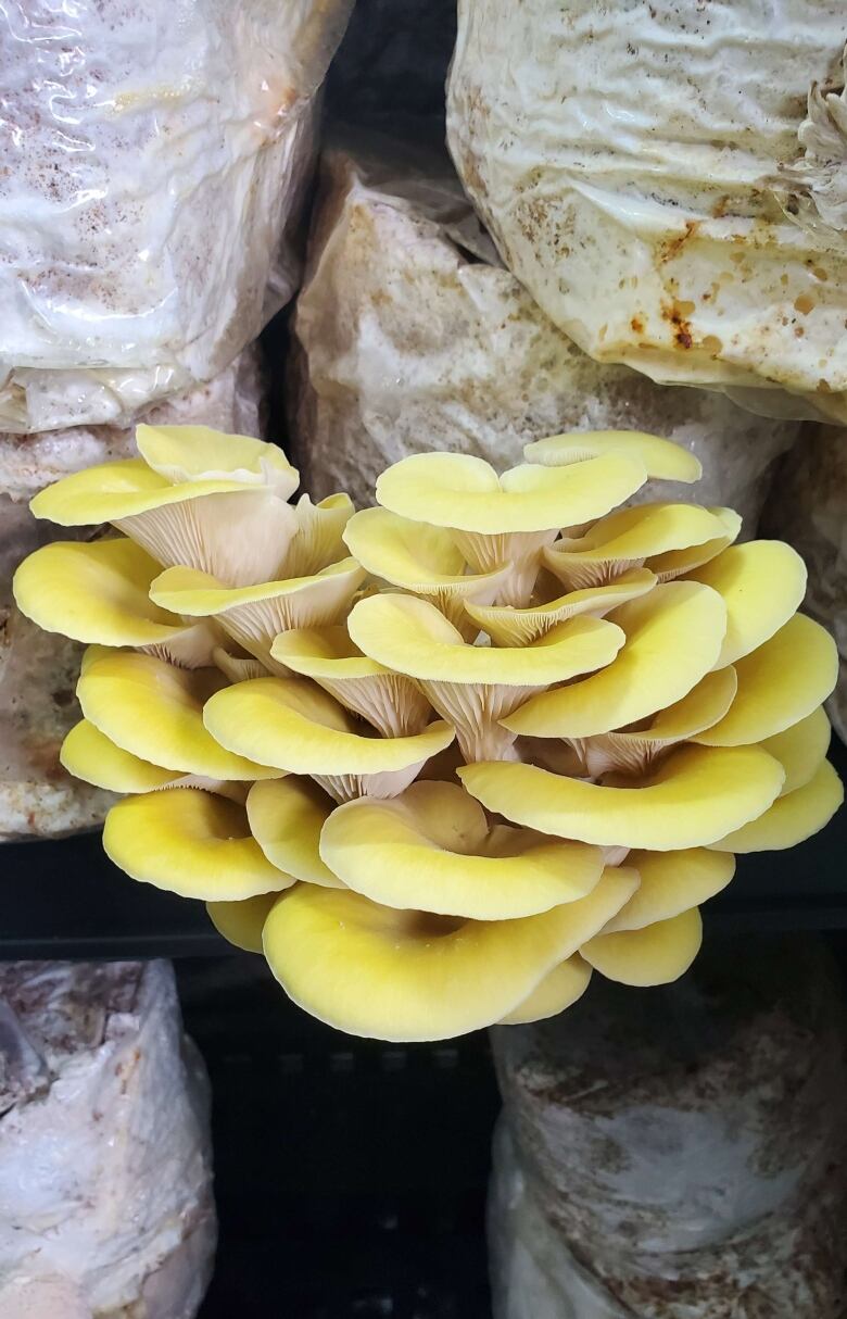 A growth of yellow mushrooms grow out of a plastic bag