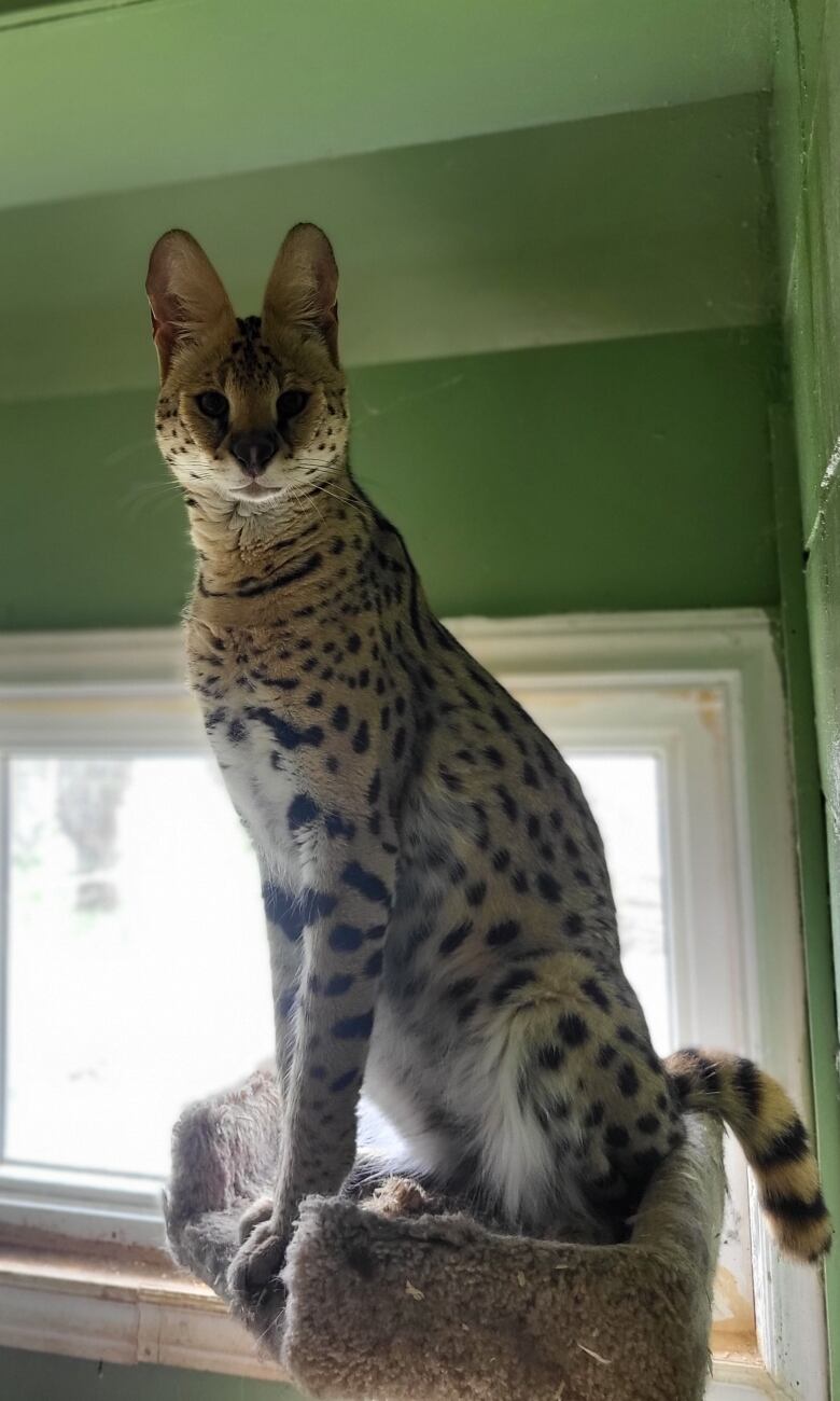 A medium-sized spotted African cat sits on the top of a domestic cat tree, in front of a window.