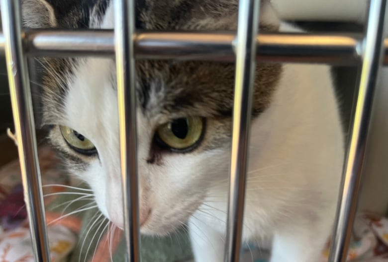 A cat is seen behind the bars of his home in the shelter