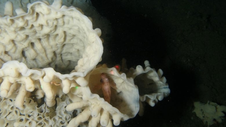 A white glass sponge reef is pictured in deep, dark water with a fish hiding within.