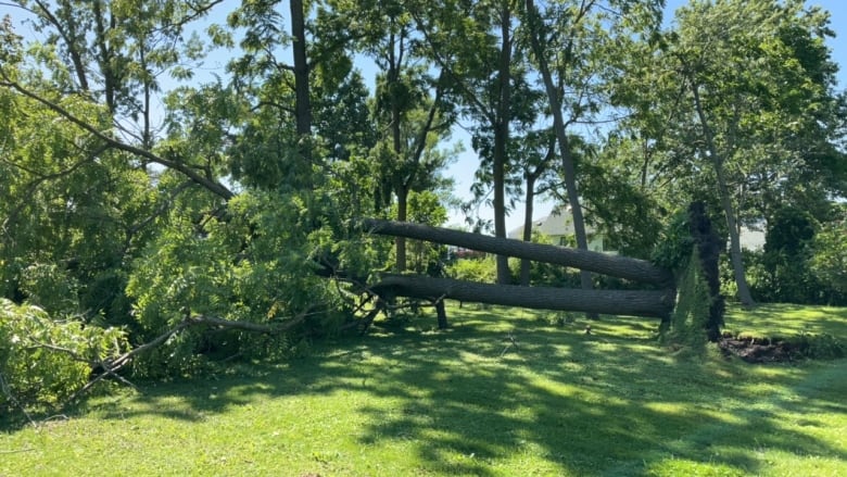 An uprooted tree.