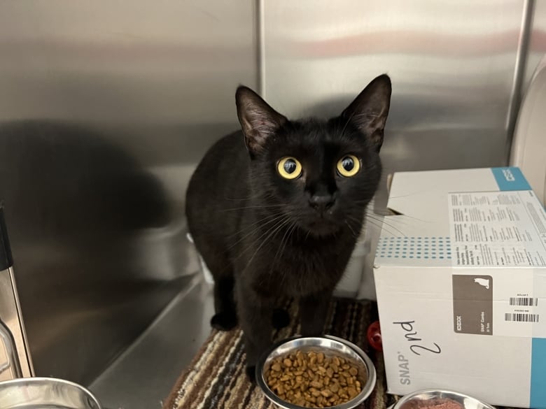 A sleek black cat stares at the camera.