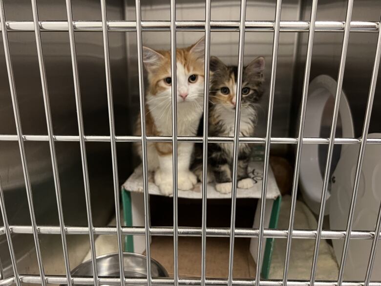 Two kittens peer from a cage.