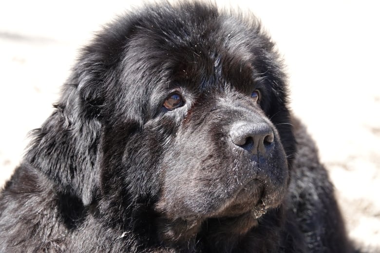 A Newfoundland dog. 