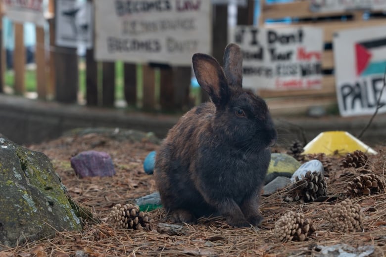 A rabbit sits in front of a protest camp at Vancouver Island University.