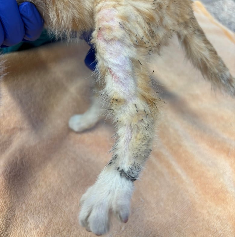 The injured leg of a kitten with orange fur is held by a person wearing a blue glove. Marks are visible just above the kitten's paw.