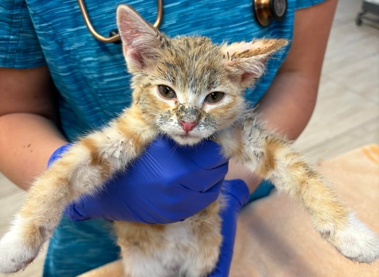 A kitten with orange fur dirtied by a tar-like substance is held by a veterinarian wearing blue scrubs, a stethoscope, and blue gloves..