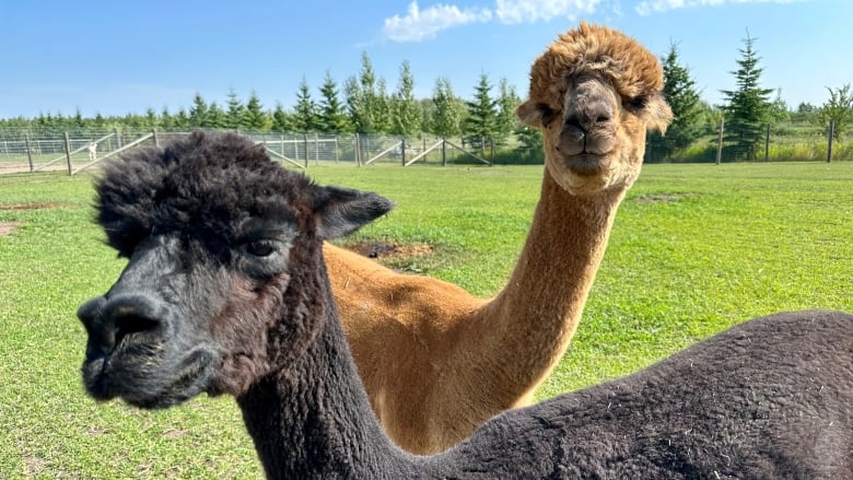 Two alpacas, one black and one tan hang out on the green grass under the blue sky in the sunshine. 