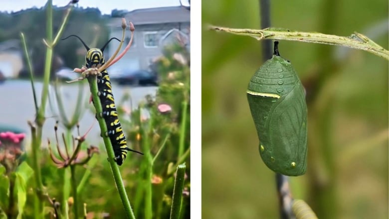 A photo on the left shows a black-and-yellow caterpillar. A photo on the right shows a green cocoon hanging from a leaf. 