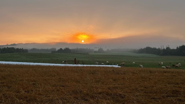 The sun rises over a foggy field, geese flying through the early morning light.