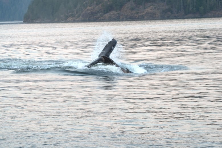 The tail of a humpback whale splashing in the ocean