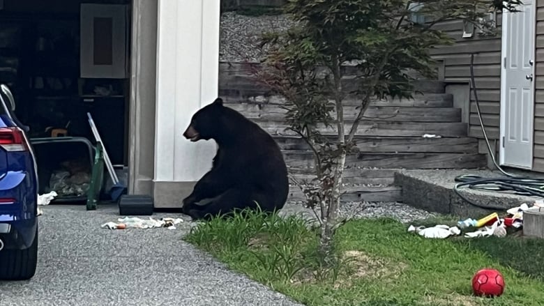 A black bear at a residence sitting down