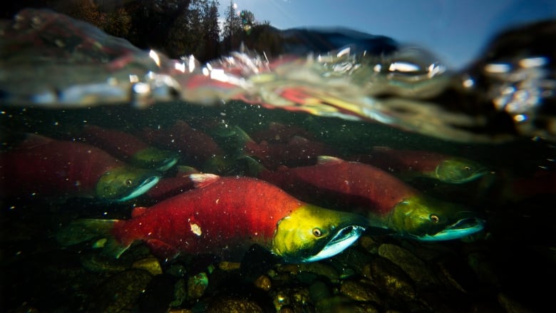 Dozens of tiny red and green fish are seen beneath the water's surface.