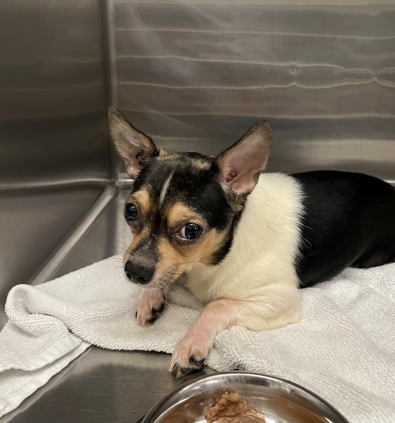 A black and white small dog looks at the camera while sitting on a blanket