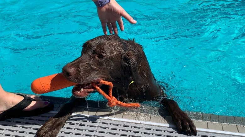 A dog with its paws on the ledge of a pool gets lifted out by its owner.